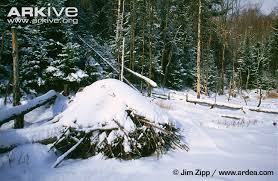 Just an icy pile of sticks?  But the beavers are snug in their lodge under water