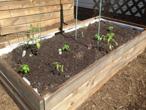 Wider view of planted SIP - tomatoes and basil.