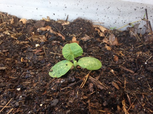 Volunteer squash #1.