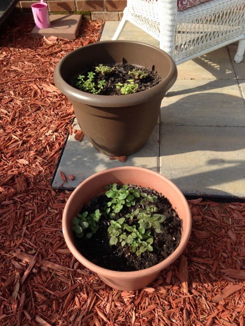 Oregano (old and new)