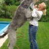 Top 10 Tallest Dogs