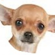 Warren Mitchell profile image
