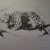 Leopard Out On A Limb Leopard Out On A Limb