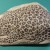 Leopard Leopard