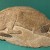 Saluki Saluki