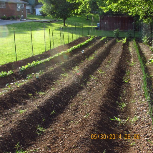I keep my rows wide enough to roto-till in between  to help in the weed pulling. In this photo is a row of radishes on the left and green onions on the right.