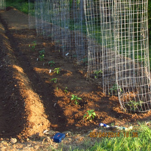 I use wire cages for my tomatoes to grow up on and try to get them in first as they take all summer to bear fruit, with jalapenos peppers in front of them.