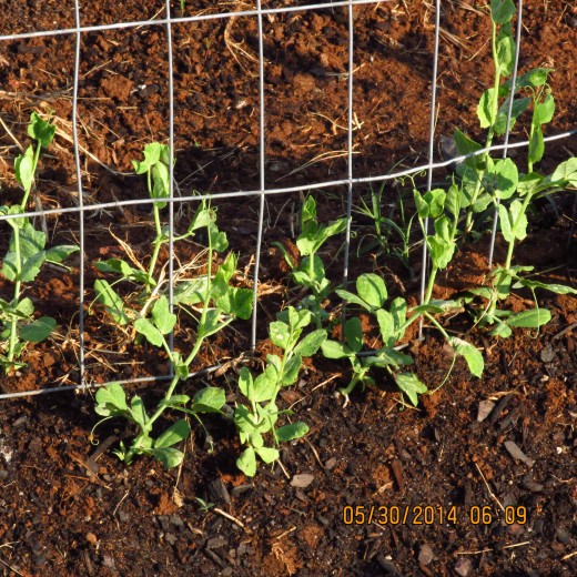 These are some peas beginning to climb up the outer fence in early May.