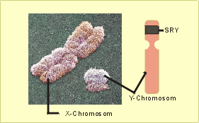 Human sexuality and Sex Chromosomes Interactions | HubPages