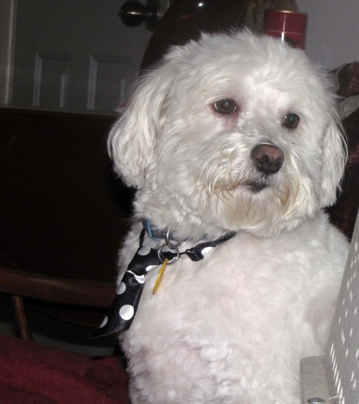 Boo, our rescued Havanese, loves to play outdoors! 