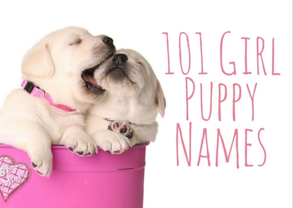 101 Girl Puppy Names | PetHelpful