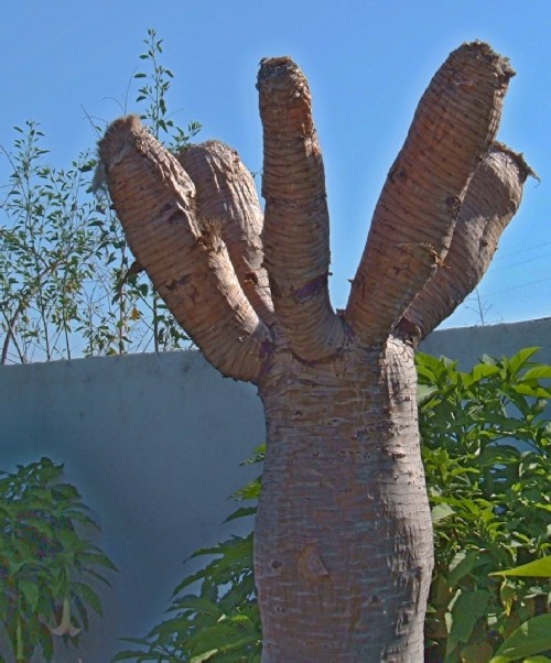 Dying Dragon Tree with leaves pruned in an effort to save it