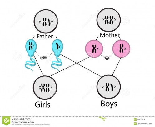 Sex determination in humans