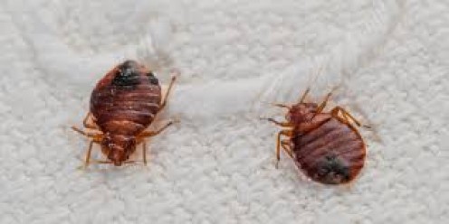 What are some tips for identifying household bugs?