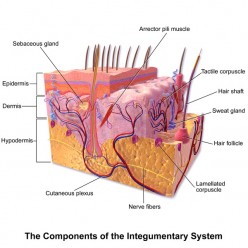 Human Skin: Structure, Functions, and Some Interesting Facts