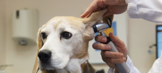 dogs pethelpful dogs pethelpful