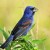 Male Blue Grosbeak Male Blue Grosbeak
