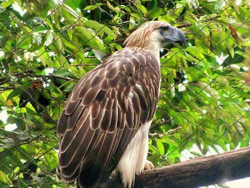 The Philippine eagle is the national bird of the Philipines