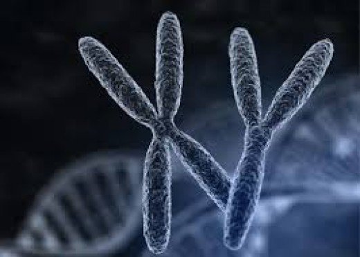 Artist conception of the X and Y Chromosomes