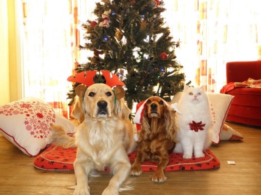 Dogs and cats love Christmas too.