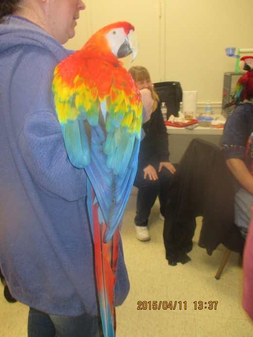The listing status of scarlet macaws may change on the Endangered Species Act. - Photo by George Sommers