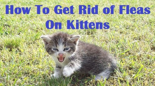 Kittens and Flea Control Kittens and Flea Control