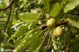 Shea butter tree have a history of its own Ancient Egyptian Queen Cleopatra own caravans contain Shea butter jars so she could use them as her cosmetics. African kings had funeral beds made from the tree's wood.