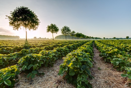 Strawberry Field in the hamlet Dernekamp, Kirchspiel, Dülmen, North Rhine-Westphalia, Germany