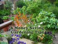 6 Money Saving Gardening Tips