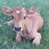 daessi profile image