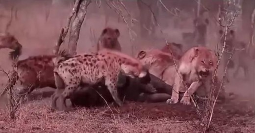 Hyenas vs lions