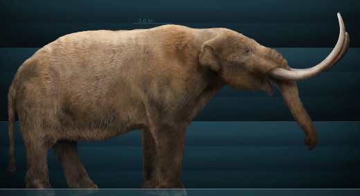 Mastodons were typically shorter than mammoths, elephants, and deinotheres, however they made up for it in length and robustness.