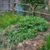 Summer is a Busy Time on an Urban Farm