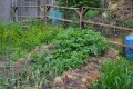 Summer is a Busy Time on an Urban Farm