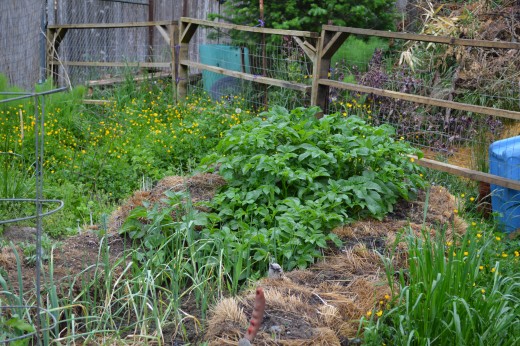 Hay bale gardening