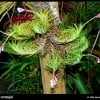 Bromeliads: Tillandsia Air Plants