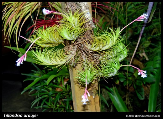 Bromeliads: Tillandsia Air Plants | hubpages