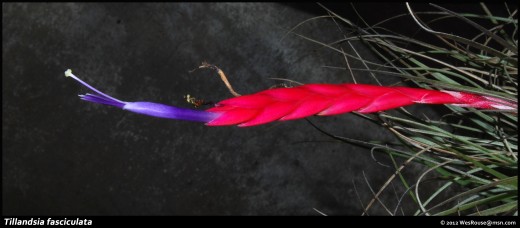 An inflorescence with red bracts and blue/white sepals and petals.