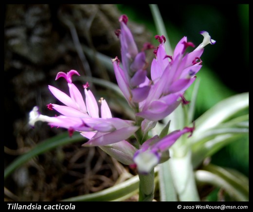 Most of the inflorescences have beautiful coloration.