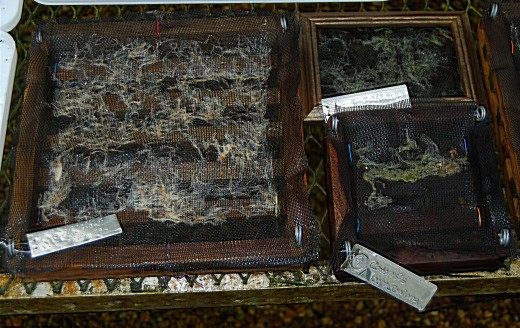 Tillandsia seeds growing on screen 