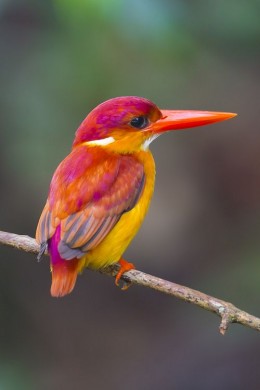 https://usercontent1.hubstatic.com/13053528_f260.jpg