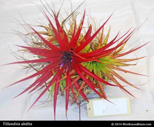 Some tillandsias are small and tufted with colorful leaves and an almost insignificant inflorescence.  This little fellow would really dress up a nicely planted terrarium. 