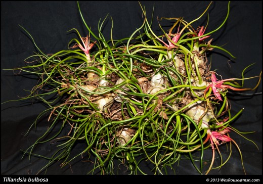 A few are bulbous shaped with leaves going every which direction. Shown here is a clump with about eight plants.