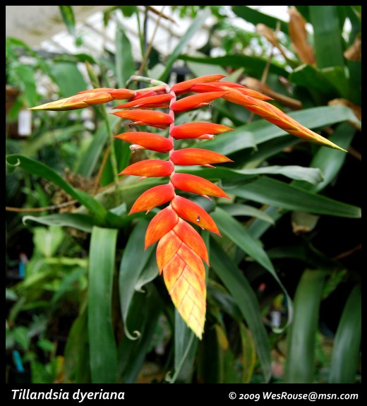 Some tillandsias have a large inflorescence that is quite colorful and the leaves are plain green.