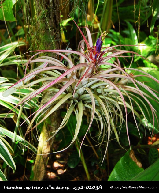 Bromeliads: Tillandsia Air Plants | hubpages