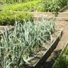 Community Gardens Grow Popular