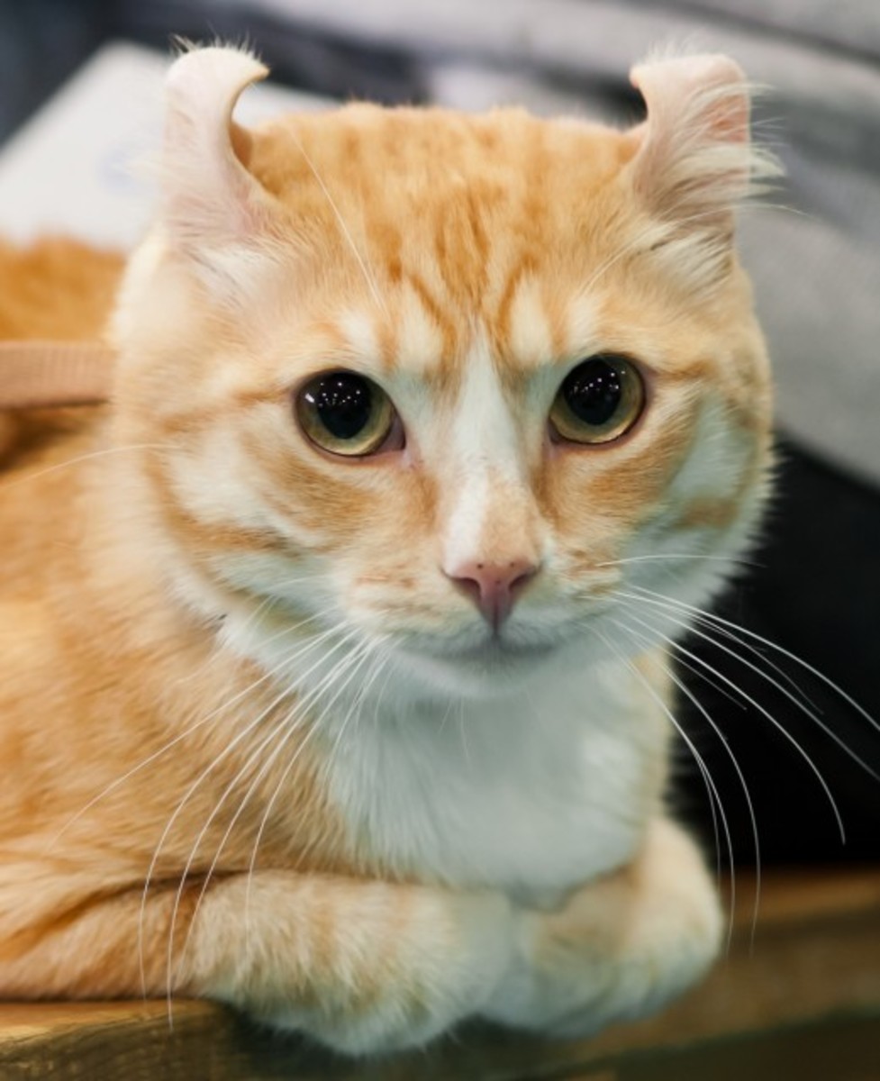 Five Kooky Cat Breeds PetHelpful