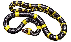 Black Yellow Snake, non-toxic