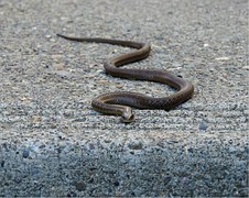 Garter snake, non- toxic