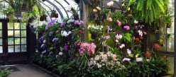 Orchid Growing Parameters